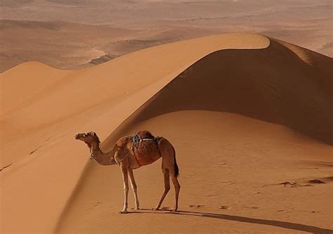 The inside of their mouth is lined with very thick skin that allows them to chew up thorny plants that other animals cannot consume. Camello in Wahiba Sand | Boat trips, Family travel, Trip