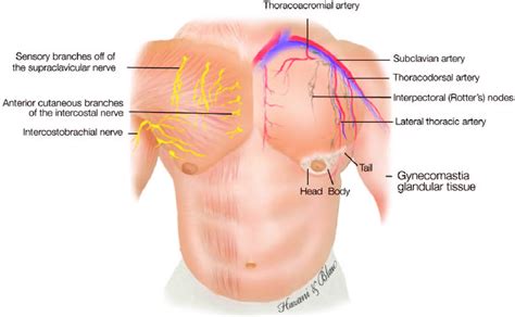 Muscles that act on the chest. Diagram illustrating the male chest with its associated ...