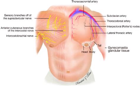 It describes the theatre of events. Diagram illustrating the male chest with its associated ...