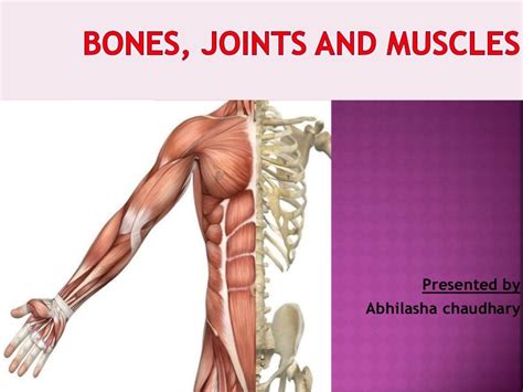 This note explains the following topics in anatomy: Anatomy Pictures Muscles And Bones Pdf Downloads ...