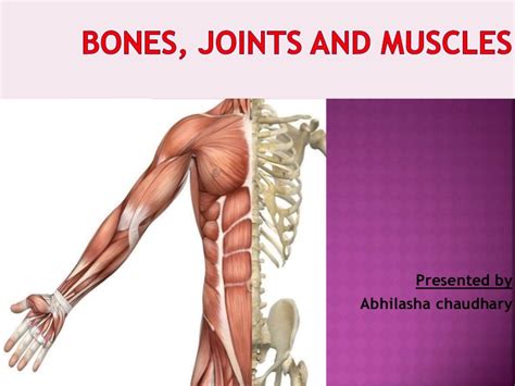 Chapter 10 bones, muscles, and skin section 10 1 organization and homeostasis (pages ) this section tells how an animal s body is organized and describes the four types of tissue in animals it also. Anatomy Pictures Muscles And Bones Pdf Downloads ...