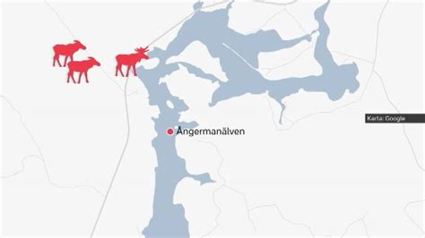 Två livesändningar varje vecka under tiden som den stora älgvandringen pågår planeras också. Lantbruksuniversitetets forskare med vid älgvandringen ...