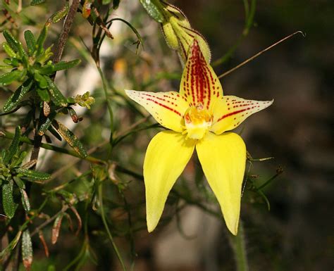 25 Beautiful Australian Wildflowers | Australian wildflowers, Wild flowers, Australian native ...