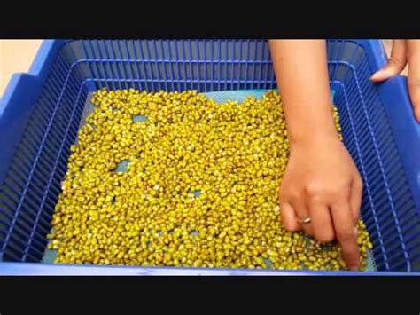 Cara membuat tauge kacang hijau cepat dan mudah. Cara membuat tauge - Bagian 2 - YouTube