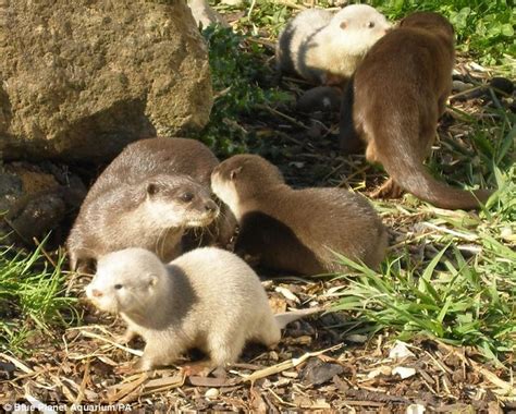 This is because vaccinations weaken the immune system, and the stress of taking a bath could be too much for the little one, making him ill. Ring of WHITE water: The albino otter cubs who leave the ...