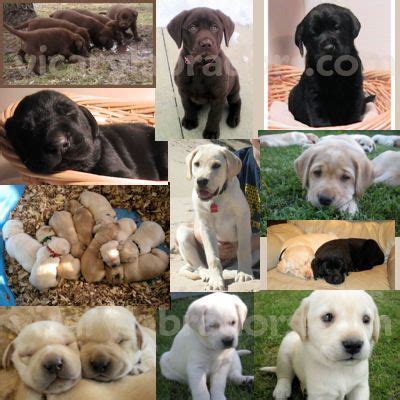 We have 5 yellow male and 4 yellow female puppies that will be ready for new homes sept. Vicary labradors indiana yellow lab puppies puppy Black ...