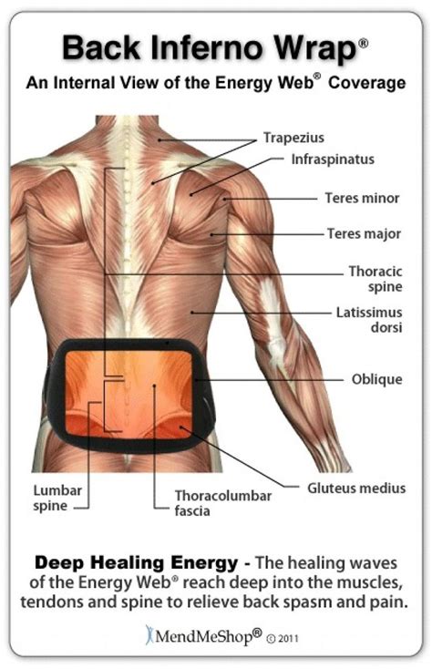 Now, this is a follow up. Lower Back Muscles photo, Lower Back Muscles image, Lower ...