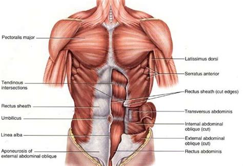 The drawings here present idealized versions of the muscles of the intermediate muscle layer of the back are positioned beneath the trapezius and the latissimus dorsi. Front torso muscles | Anatomy | Pinterest | Science, Male ...