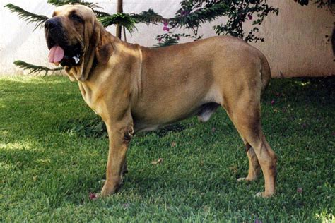 É um cachorro de porte médio, não costuma passar dos 60 centímetros de altura. fila brasileiro - Cómo educar a un cachorro