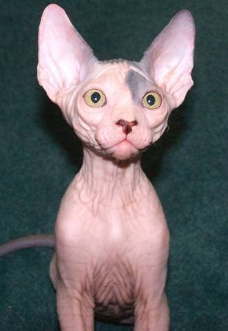 I have had hairy cats for 10 yrs + and i began researching the sphynx breed in 2005. Hairless Sphynx Kittens For Adoption - Los Angeles ...