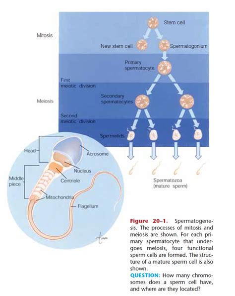 You are given 13 meiotic divisions. Meiosis - Human Reproductive Systems