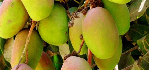 How to grow a mango from seed. كيف تزرع المانجو - موقع لحظات - الموسوعة العربية الشاملة