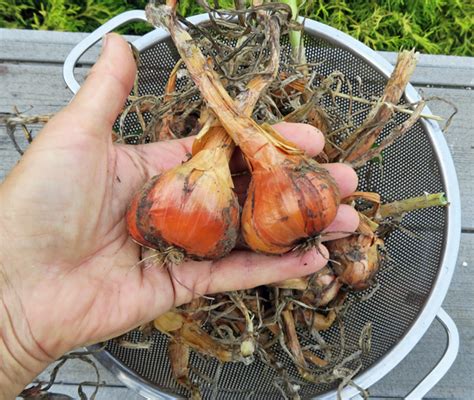 It needs to be at least 10 inches (25 cm.) deep, but should be several feet (1 m.) wide so that you'll be able to plant enough onions to make it worth your while. Growing Multiplier Onions | Happy Acres Blog