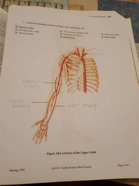 The blood then moves into successively smaller arteries, finally reaching their smallest branches, the arterioles, which feed into the capillary beds of body organs and tissues. Label The Blood Vessel Human Bio / Capillary Human Anatomy ...