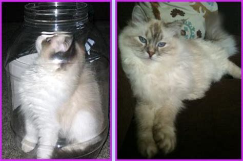 We had a stray mama cat show up at our home. Massachusetts MA Ragdoll Cattery Pictures of Ragdoll Cats ...