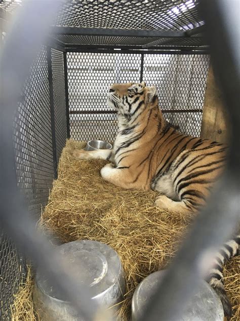 Tigers are not allowed within houston city limits unless the handler, such as a zoo, is licensed to have exotic animals, police said. Tiger found in cage at Houston home is headed to East ...