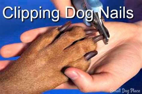 Your pooch might just be afraid of nail clipping, and it's up to you to calm them down. Clipping Dog Nails