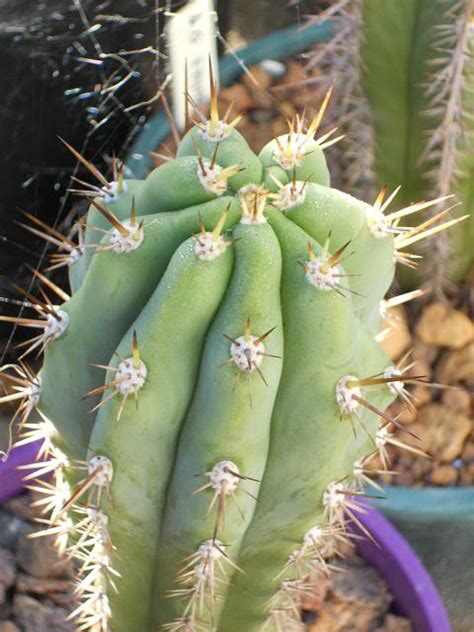 Organic san pedro cactus powder and skin (chips). ICARO DNA (Trichocereus peruvianus) - Trichocereus.net