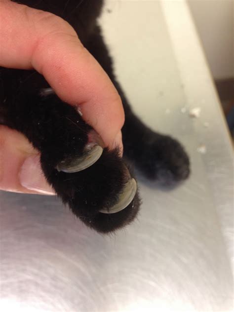 The thumb claw on my cat's right paw has either grown out or is just unable to be retracted. Diary of a Real-Life Veterinarian: A Simple Reason Your ...