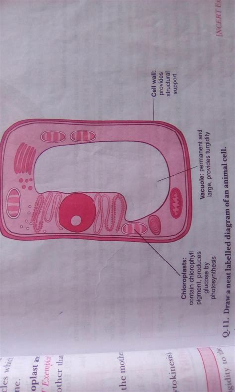 The difference between plant and animal cell is very basic as well as important thing to know from the biological point of view. Draw a neat diagram of plant cell and label any 3 parts ...