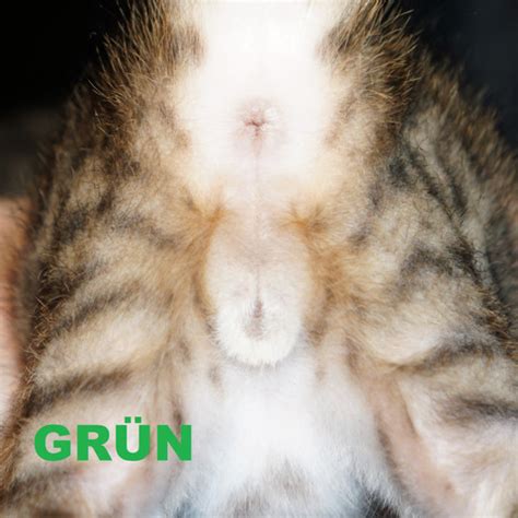 Es ist jedoch kein ganz einfacher prozess und das bedeutet, dass du das geschlecht der küken fast sofort mit einer hohen genauigkeit bestimmen kannst. Katzen Babys 4 Wochen Hilfe bei Geschlechtsbestimmung. Mit ...