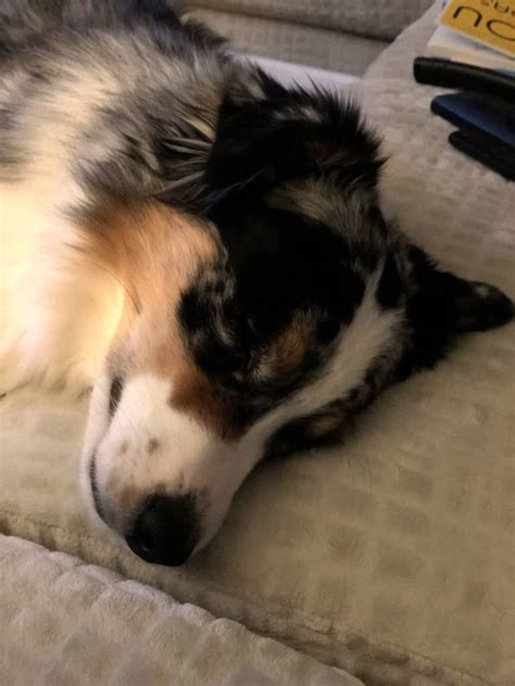 My australian shepherd puppy is almost 8 months old and weighed 49 lbs when he was at the vets last week. How Big Do Australian Shepherds Get?