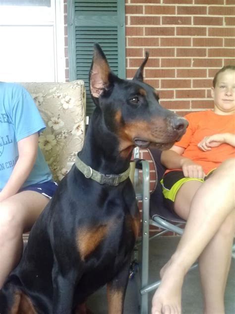 Bred for temperament, intelligence and beauty. Doberman Puppies For Sale in Collinwood, Tennessee ...