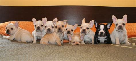 We did not find results for: How Many French Bulldog Puppies in a Litter? - What The Frenchie