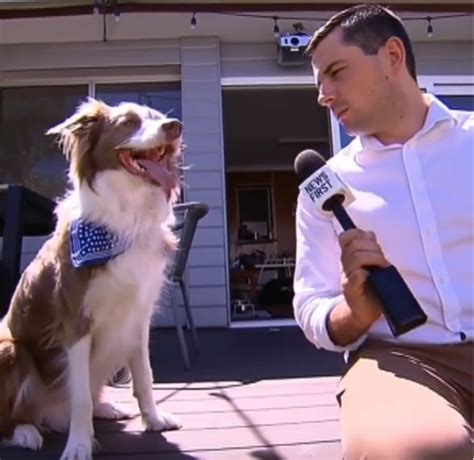 This classic meme plays on the internet's love of cats. Dog interview Blank Template - Imgflip