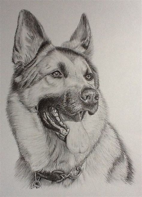 You're in the right place. Alsatian in pencil. | Animal art, Dog art, Drawings