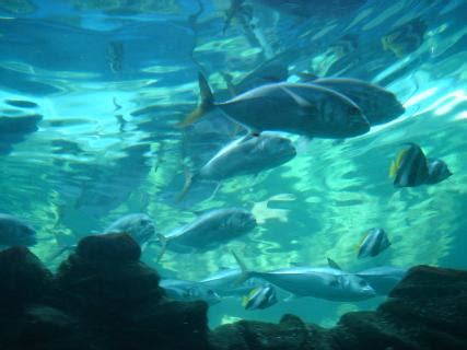 From 65 house rentals to 86 condo and apartment rentals, find a unique house rental for you to enjoy a memorable holiday or a weekend with your family and friends. Oceanarium- The Bournemouth Aquarium, Bournemouth | Ticket ...