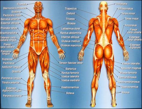 Download free large charts and posters today. VertexFitness | Knowing which muscle groups to work first ...