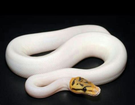 We did not find results for: I am another version of a Pieball Bald Python. | Ball python, Snake, Ball python morphs