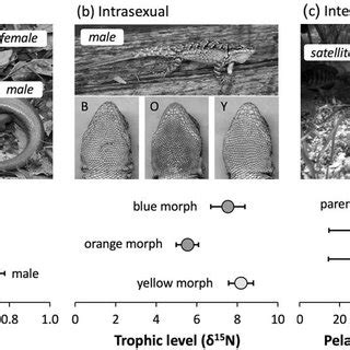 The peacock problem why would peahens choose to mate with males with more elaborate tails? (PDF) Ecological Consequences Of Sexually Selected Traits: An Eco-Evolutionary Perspective