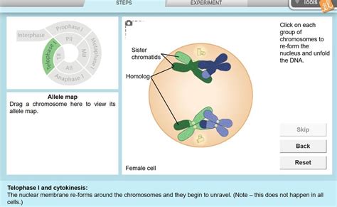 Explore learning gizmo answers learn with flashcards, games and more — for free. Meiosis Gizmo Answer Key Pdf Activity A - Cell Division ...