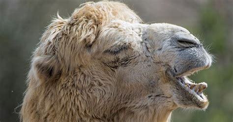 The lady is lucky that camel didn't bite her right back. A Woman Bit A Camel In Self-Defense, Putting The Camel On ...