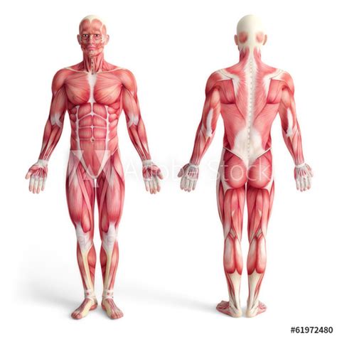 Anatomical diagram showing a front view of muscles in the human body. "male anatomy of muscular system - front and back view ...