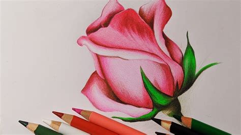 Si no estáis convencidos de ir siguiendo cómo lo hace el dibujante, quizás es porque queréis una base donde empezar a hacer vuestro dibujo. COMO DIBUJAR UNA ROSA FÁCIL - DIBUJOS DE ROSAS | Dibujos de rosas, Como dibujar rosas, Dibujo de ...