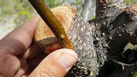 For young trees, whip grafting is the best method. Old fruit tree Grafting (apricot) - YouTube