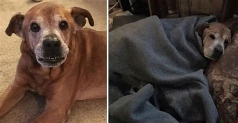 Your dog has finally reached his adulthood and this means that the period of training, adjusting, socializing, and more training have come. 17 Year Old Shelter Dog Just Got The Best News Of It's Life - Newsiosity