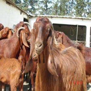 Halep keçisi hakkında bilgi halep keçisi yetiştiriciliği ülkemizde yoğun olarak güneydoğu bölgesi, akdeniz bölgesi ve ege bölgesinde yapılmaktadır. HALEP Keçisi Fiyatları Küçükbaş Hayvanlar Seyhan Adana