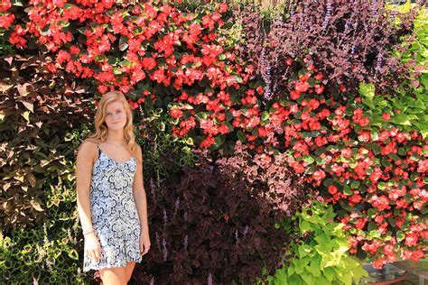 Discover how to grow varieties of colorful sweet potato leaves such as 'blackie' and sweet potato leaves offer bold color from spring through fall. Living Wall with Begonia and Sweet Potato Vine | LiveWall ...