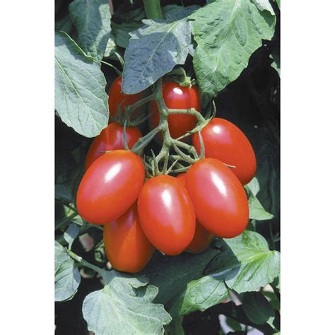 Red slicers & beefsteak tomatoes. Juliet Tomato | Tomato, Tomato seeds, Seeds