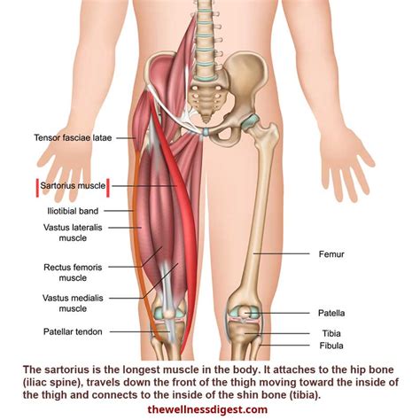 Originates from the upper part of the fibula, passes underneath the foot and tibialis posterior is the deepest muscle on the back of the leg. Upper Leg Muscles And Tendons : Anatomy Of The Hip Joint / Collectively, the muscles in this ...