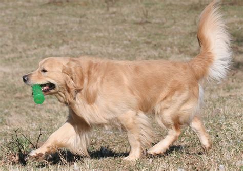 White golden retriever breeder in dallas texas. Golden Retriever Puppies Houston Texas - Animal Friends