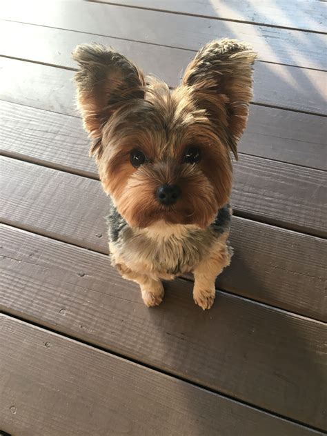 The average life expectancy of the yorkshire terrier sits at between 12 and 15 years of age. How Long Do Miniature Yorkshire Terriers Live