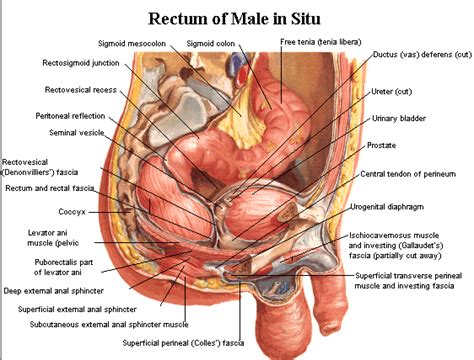 Department of health and human services: Rectal Cancer | Ipswich Colorectal
