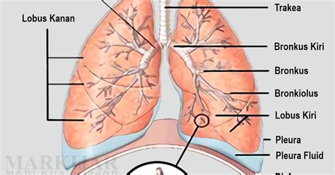 Tujuan dari pada gambar ilustrasi/cerita yaitu untuk memperjelas, memperkuat, memperindah, memperkaya, mempertegas, menghiasi atau menerangkan sebuah cerita, puisi, tulisan, maupun tertulis lainnya. 6 Bagian Paru-Paru Lengkap Fungsi, Gambar dan Penjelasan ...