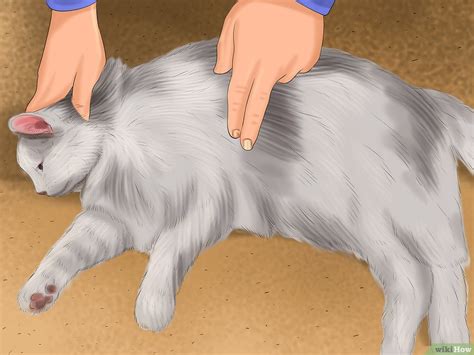 Kuku yang panjang berlebihan, dapat melengkung dan akhirnya menusuk bantalan kaki. Cara Merawat Kucing Demam — info kucing
