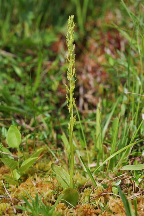 Хаммарбия болотная (hammarbya paludosa (l.) o.kuntze). Myggblomster / Hammarbya paludosa | Orquidea